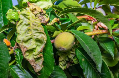 Yakından bakınca yaprakları olan şeftali ağacını görüyoruz. Yaygın bir mantar enfeksiyonu olan yaprak kıvrımı belirtileri gösteriyor. Etkilenen yapraklar arasında genç bir şeftali meyvesi görünür..