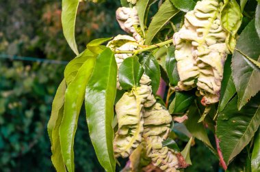 Şeftali ağacı yaprakları yaprak kıvrımı gösterir. Mantar ya da bakterilerin sık rastlanan bir hastalıktır..