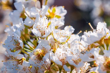Beyaz erik çiçeklerinin yakın çekimi, güneş ışığıyla aydınlanan, narin taç yaprakları ve altın pullar sergilenen.