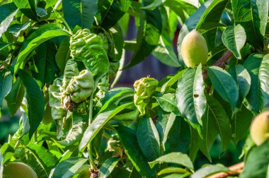 Yaprak kıvırcık yapraklı şeftali ağacı yaprakları. Etkilenen yapraklar arasında sağlıklı şeftali meyveleri yetişiyor..