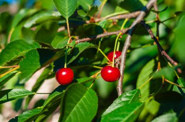 Üç olgun kiraz, canlı yeşil yaprakların arasında bir daldan sarkan, güneş ışığıyla yıkanan.