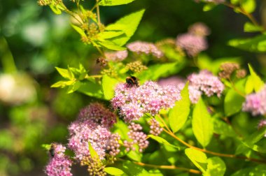 Bir yaban arısı, güneşli bir bahçede canlı yeşil yapraklarla çevrili narin, açık pembe spirea çiçeklerinden oluşan bir demet üzerine iner..