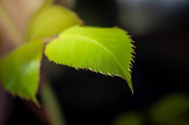 Close-up of a vibrant green leaf with serrated edges, exhibiting intricate veining and a smooth texture. clipart