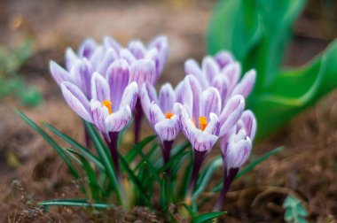 Baharda açan birkaç narin mor timsahın yakın çekim görüntüsü. Yaprakları, beyaz kenarlı yumuşak bir leylaktır..