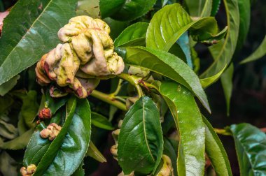 Şeftali yaprağı kıvrımları yaprakları deforme ederek kalınlaşmış, kırmızımsı ve bozulmuş bir görünüm yaratıyor..