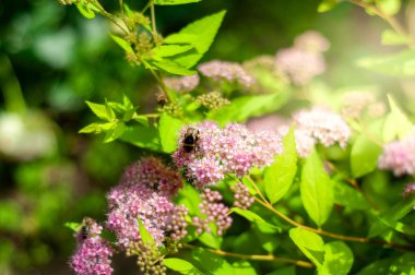 Bir yaban arısı, parlak güneş ışığı altında yemyeşil yapraklarla çevrili narin, açık pembe spirea çiçeklerinden oluşan bir demet üzerine iner..