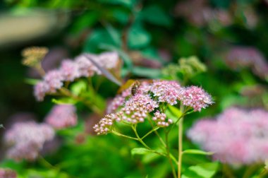 Bir arı yemyeşil bir bahçede narin pembe çiçekleri döller..