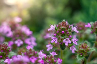 Canlı mor kekik çiçeklerinin yakın görüntüsü çiçek açmış, onların narin taç yaprakları güneş ışığını yakalıyor..