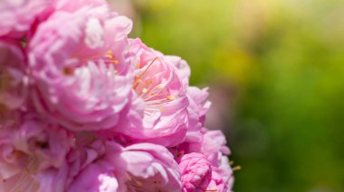 Güneşte açan narin, açık pembe çiçeklerin yakın çekim görüntüsü. Çiçekler yoğun bir şekilde bir araya toplanır, yumuşak ve romantik bir his yaratır..