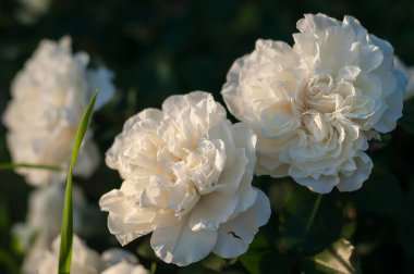 Yumuşak güneş ışığıyla yıkanmış, koyu yeşil bir zemin üzerinde duran iki kaymak gibi beyaz buzdağı..