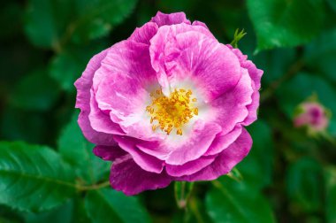 Ortasında beyaz bir ipucunun olduğu canlı pembe bir gül. Hassas yapraklarını ve karmaşık ayrıntılarını sergiliyor. Yeşillik bir bahçede yakalanır..