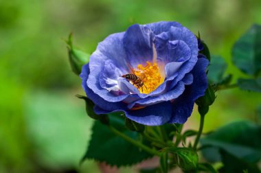 Bir bal arısı özenle canlı mavi bir gülden nektar toplar ve yaprakları güneş ışığında açılır. Sahne doğal güzellik ve sükunetle dolu..
