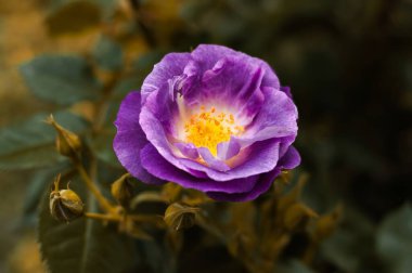 Canlı mor bir gül, tam çiçek, zengin sarı bir merkez, yumuşak bir bulanık arka plan karşı duruyor koyu yeşil yapraklar.