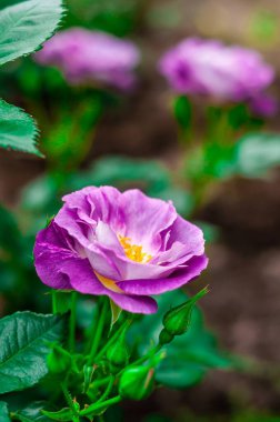 Çiçek açmış tek bir mor gül diğer tomurcuklar ve çiçeklerle çevrili olarak sahneye çıkar ve canlı bir çiçek sahnesi yaratır..