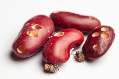 Fasulye bitlerinin yol açtığı hasarlı fasulye çekirdeklerini beyaz bir yüzeyde ölü buğday bitlerinin yanında gösteriyor. Bu da böcek istilasını gösteriyor..