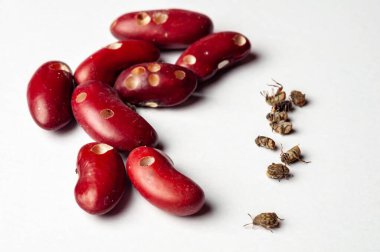 Fasulye bitleri tarafından zarar görmüş fasulye çekirdeklerine yakın plan. Etrafta ölü buğday bitleri var. Böcek istilasını resmediyorlar..