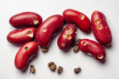 Fasulye çekirdekleri fasulye buğday bitleri tarafından büyük hasar görmüştür. Ölü böcekler, istila edilmiş baklagiller arasında yayılmıştır..