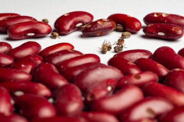 A close-up studio shot of red kidney beans, some affected by bean weevils, against a bright, white background. clipart