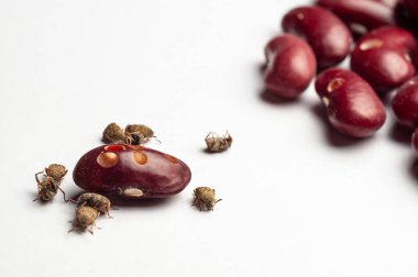 Fasulye buğday bitli kuru fasulye yakın çekim. Fasulyeye ve böceklere odaklan, temiz beyaz bir arkaplanda dur..