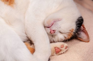Calico kedi kıvrılmış ve yumuşak, açık kahverengi bir yüzey üzerinde mışıl mışıl uyuyor..