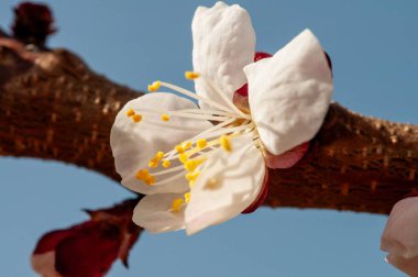 Açık mavi bir gökyüzüne karşı koyu kahverengi bir dalda tam çiçeklenmiş, sarı erkeksi sarı bir kayısı çiçeği..