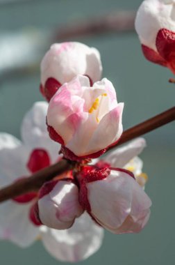 Narin pembe ve beyaz badem çiçeklerinin yakın plan görüntüsü bir dalda çiçek açar.