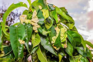 Yaprak kıvırcık yapraklı şeftali ağacı yaprakları. Yapraklar deforme olmuş ve sarımsı yeşil renkte..