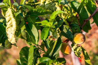 Şeftali ağacı yaprakları ve meyveler hastalık belirtileri gösteriyor, kıvrımlı ve rengi solmuş yapraklar ve hafif etkilenmiş şeftaliler..