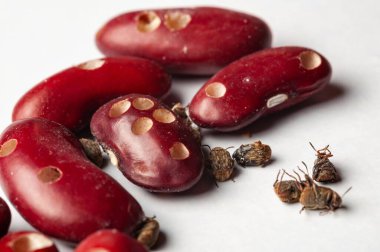 Fasulye bitleri, fasulye böcekleri, fasulye çekirdekleri ve ölü yetişkin buğday bitlerinin neden olduğu hasarı yakından gösteriyor..