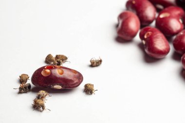 Fasulye bitleri kırmızı bir fasulyeyle besleniyor, beyaz bir yüzeyde istila ve hasar belirtileri gösteriyor, diğer fasulyeler bulanık..