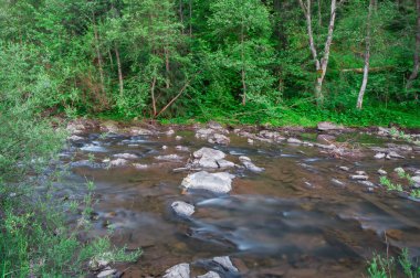 Nehir kıyısında kayalar, bitkiler ve ağaçlarla dolu bir dere ormanın içinden akar ve el değmemiş doğal bir güzellik manzarası sunar..