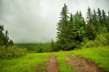 Bulutlu bir günde, yemyeşil ve sisle kaplanmış sık bir ormanın sardığı dağ yolunun manzarası..