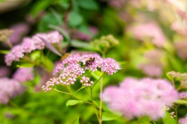 Bir bal arısı, daha fazla çiçek ve yemyeşil yapraklarla çevrili narin, açık pembe spirea çiçeklerinden oluşan bir demet üzerine düşer..