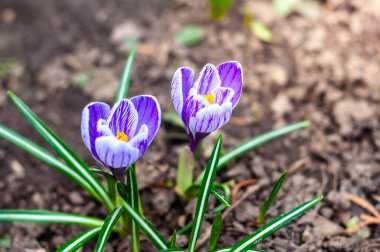 Zeminden sarı merkezli iki mor ve beyaz timsah çıkar, yeşil yaprakları onları sarar..