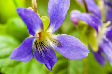 Yakın plan, Viola çiçeğinin hassas detaylarını, canlı mor yaprakları ve arka plan olarak taze yeşil yaprakları gösteriyor..