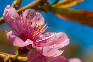 Canlı, pembe bir şeftali çiçeğinin tam çiçek açması. Arka plan parlak mavi bir gökyüzünü gösteriyor, görüntüye taze ve canlandırıcı bir his veriyor..