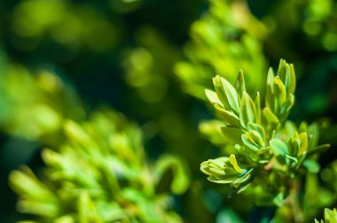 Canlı yeşil boxwood yapraklarının karmaşık detaylarını yakalayan, doğal dokusunu ve canlı rengini yumuşak ışıkla vurgulayan yakın plan bir görüntü..