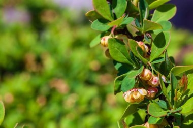 Güzel böğürtlen çalılarının yakından çekimi, baharda açan yeni çiçeklerini sergiliyor, taze yeşil yapraklarla..