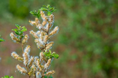 Yakın plan, tohum kapsüllerinin ve taze yaprakların yumuşak yeşil bir zemin üzerindeki karmaşık detaylarını gösteriyor. Baharın güzelliğini vurguluyor..