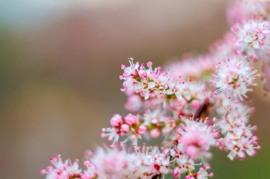 Yakın çekim pembe ve beyaz çiçeklerin narin güzelliğini sergiliyor. Karmaşık detaylarını yumuşak ve bulanık bir arkaplana vurguluyor..