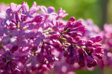 Bir leylak dalına yakın plan, çiçeğin canlı rengini ve narin yapısını yumuşak yeşil arka planda gösterir..