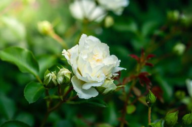 Yeşil yapraklar ve açılmamış tomurcuklarla çevrili narin beyaz bir buzdağı..