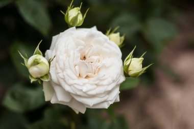 Üç tane açılmamış tomurcuğu olan tek bir gülün yakından görüntüsü. Yumuşak ışık, narin yaprakları ve yemyeşil yaprakları güçlendirir..