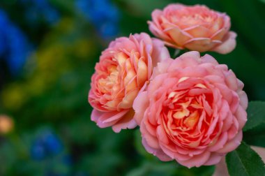Üç narin mercan gülü, tamamen çiçek açmış, çerçeveyi süslüyor, yumuşak yaprakları bulanık yeşil bir arkaplan karşısında büyüleyici bir ekran oluşturuyor..