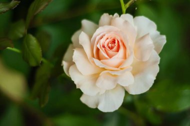 Narin bir şeftali tomurcuklanmış, yaprakları yemyeşil bir yaprak zeminine hafifçe serpilmiş. Nazik ışık güzelliğini arttırır..