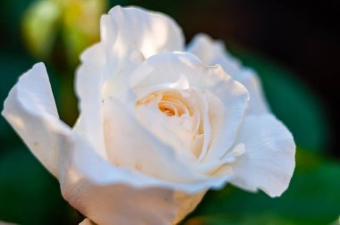 Tek, el değmemiş, beyaz bir gülün yakından görüntüsü, yaprakları hafifçe aydınlatılmış, zarif bir detay ve doku sergiliyor..