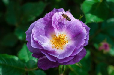 Bir bal arısı canlı mor bir gülden nektar toplar ve yaprakları güneş ışığında açılır. Sahne yemyeşil yapraklı bir bahçede çekiliyor..
