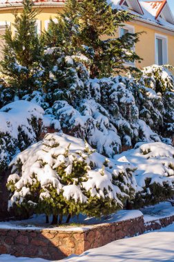 Taze bir kar örtüsü, aydınlık bir kış gününde bir evi çevreleyen yemyeşil ve çalıları kaplar..