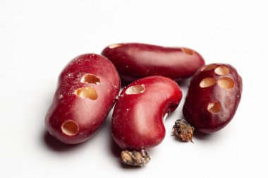 Yakından bakınca fasulye bitlerinin fasulye çekirdeklerinde hasara yol açtığını görüyoruz. Beyaz yüzeyde görünen delikler ve buğday bitleri de dahil. Besin depolama haşerelerini vurguluyorlar..