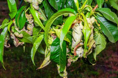 Şeftali ağacı yaprakları kıvrılmış ve bozulmuş, hastalık ya da böcek istilası belirtileri gösteriyor..